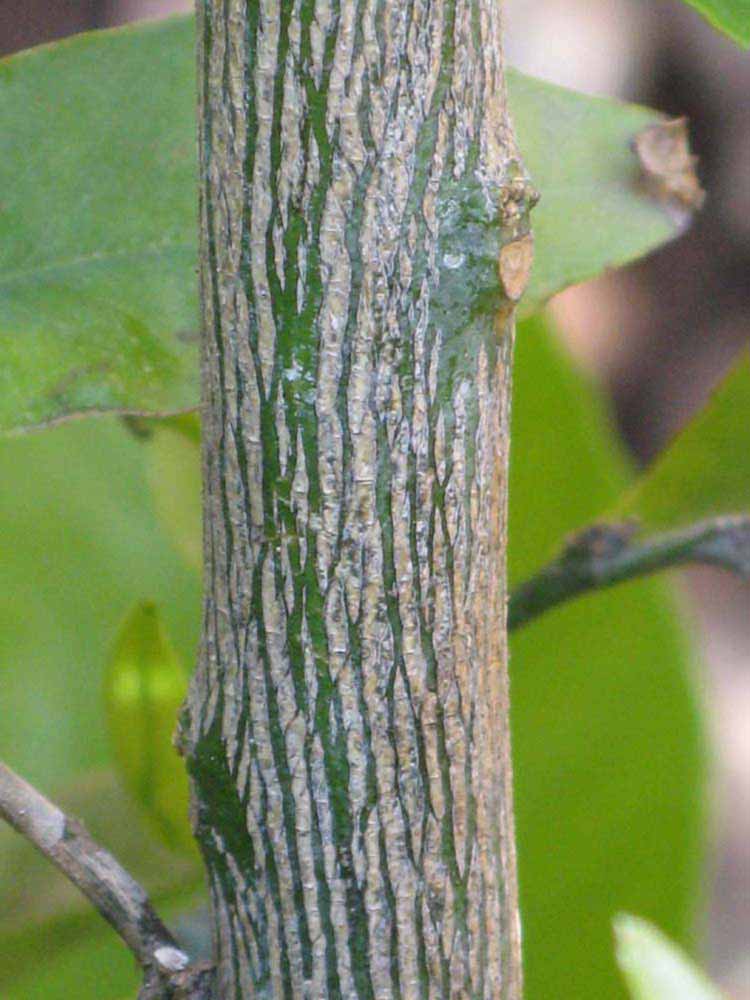              Second - third year twig (Riverside, CA)       